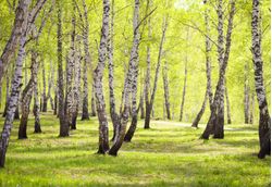 Birchwood-Trees-In-Park-Wallpaper-Mural