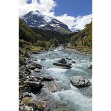 New Zealand Stream Wall Mural