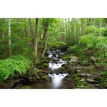 Great Smoky Mountains National Park Wall Mural