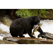 Lunch For Black Bear Wall Mural