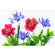 Boquet Of Iris And Peony Flowers Wall Mural