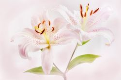 Close-Up-Of-A-Tiger-Lily-Wall-Mural