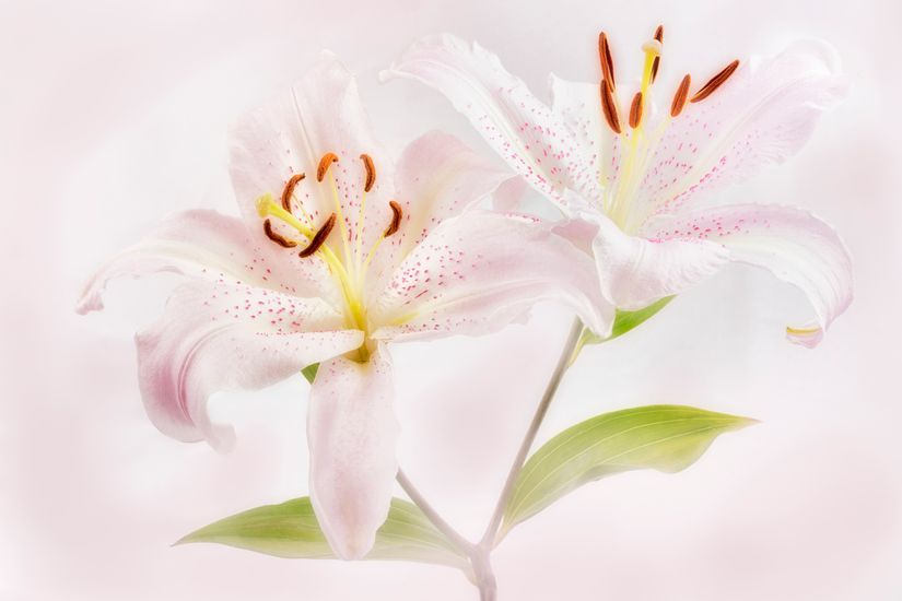 Close-Up-Of-A-Tiger-Lily-Wall-Mural