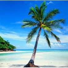 Tropical Palm Wall Mural