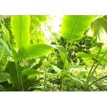 Tropical Leafs Sunlight Wall Mural