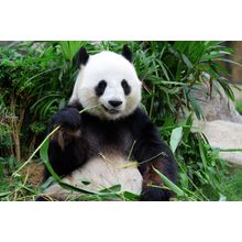 Giant Panda Bamboo Wall Mural
