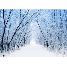 Winter Path Wall Mural