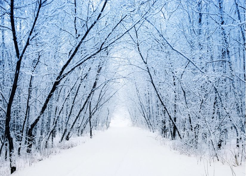 Winter-Path-Wall-Mural