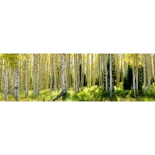Aspen Forest in Park City UT Wall Mural