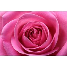 Pink Rose Wall Mural