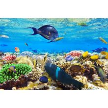 Coral And Fish In The Red Sea Wall Mural