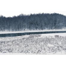 Winter Marsh Wall Mural