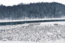 Winter-Marsh-Wall-Mural