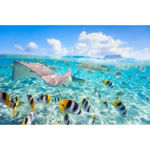 Stingray And Friends Wall Mural