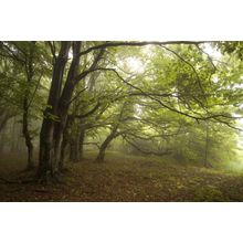 Green Forest With Fog Wallpaper Mural