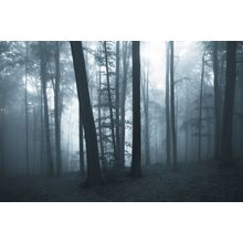 Dark Misty Forest Wall Mural