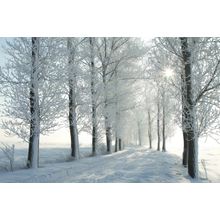 December Morning Wall Mural