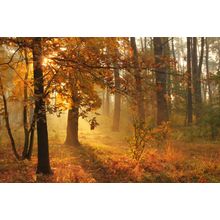 Sunrise Autumn Forest Wall Mural