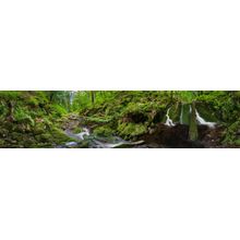 Forest Creek Panorama Wall Mural