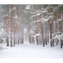 Strong Snowstorm In A Pine Forest Wall Mural
