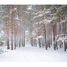 Strong Snowstorm In A Pine Forest  Mural Wallpaper