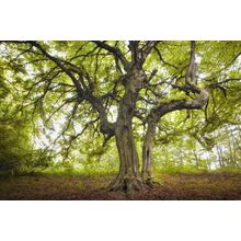 Old Tree In A Green Forest Wall Mural