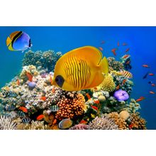 Angel Reef Wall Mural