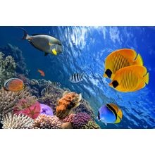 Underwater World Wall Mural