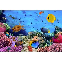 Coral Colony Wall Mural