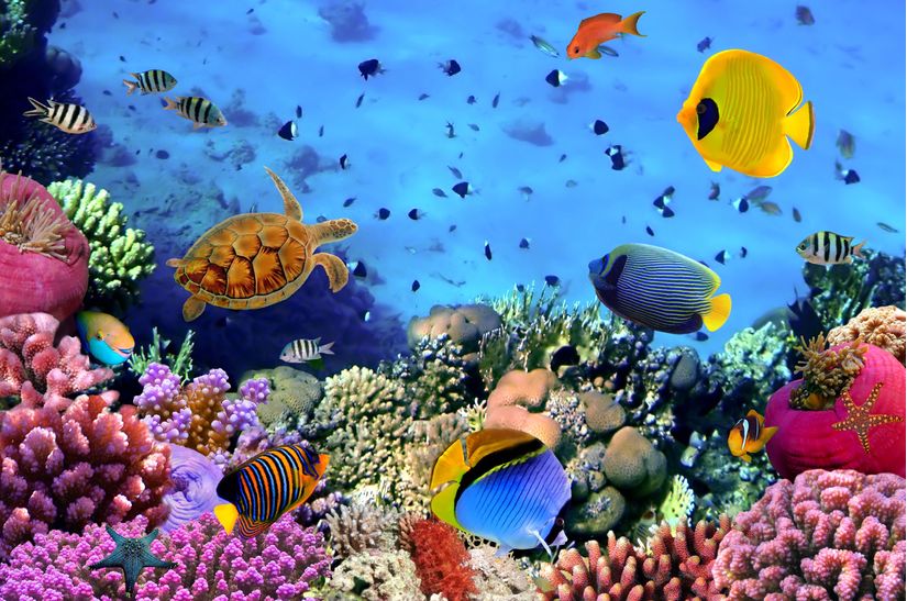 Coral-Colony-Wall-Mural