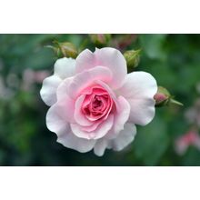 Gentle Rose Wall Mural