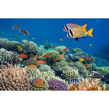 Vivid Coral Reef Wall Mural