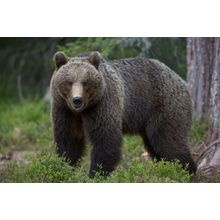 Brown Bear Wall Mural
