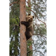 Bear Cub Climbing Tree Wall Mural