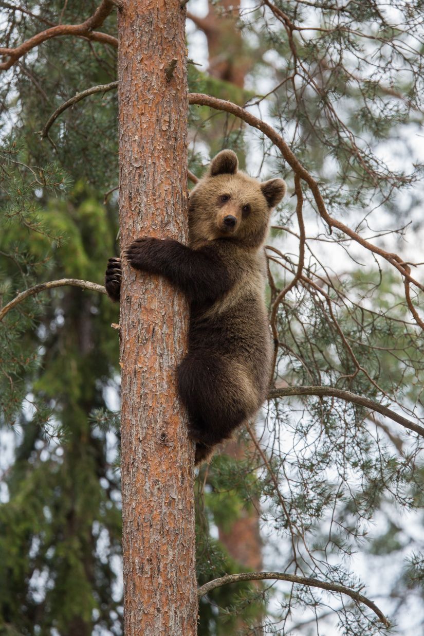 Bear-Cub-Climbing-Tree-Wall-Mural