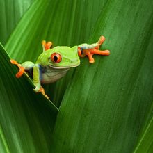 Tree Frog Wall Mural