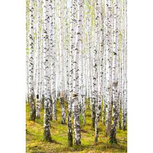 Spring in A Birch Forest Wall Mural