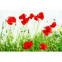 Red Poppies Wall Mural