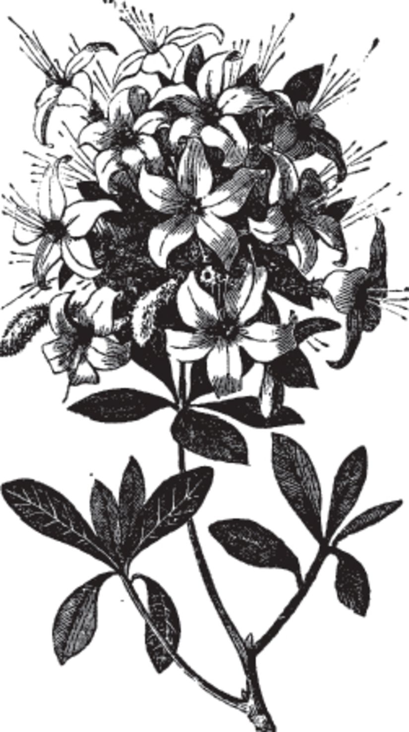 Engraved-Azalea-Illustration-Wallpaper-Mural