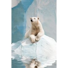Polar Bear Wall Mural
