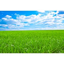 Green Field, Blue Sky Wall Mural
