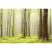 Misty Spring Beech Forest Wall Mural