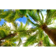Palm Tree On Blue Sky And White Clouds Wall Mural