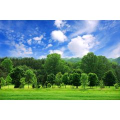 Young Green Forest Wall Mural