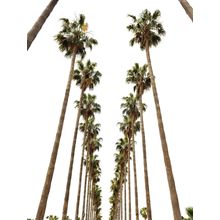 Hollywood Palms Wall Mural