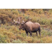 Bull Moose Wall Mural
