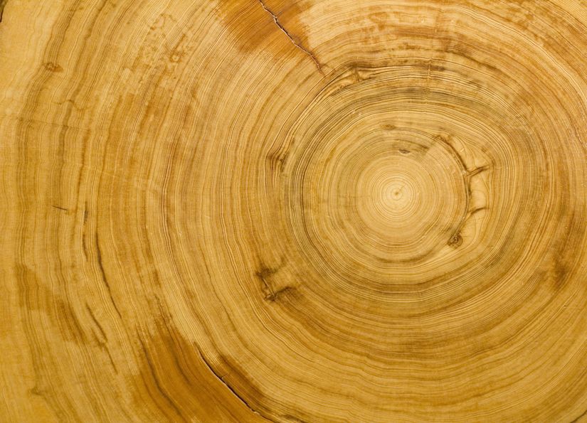 Wood Ring Texture Mural - Murals Your Way