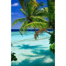 Tropical Paradise At Maldives With Palms And Blue Sky Wallpaper Mural