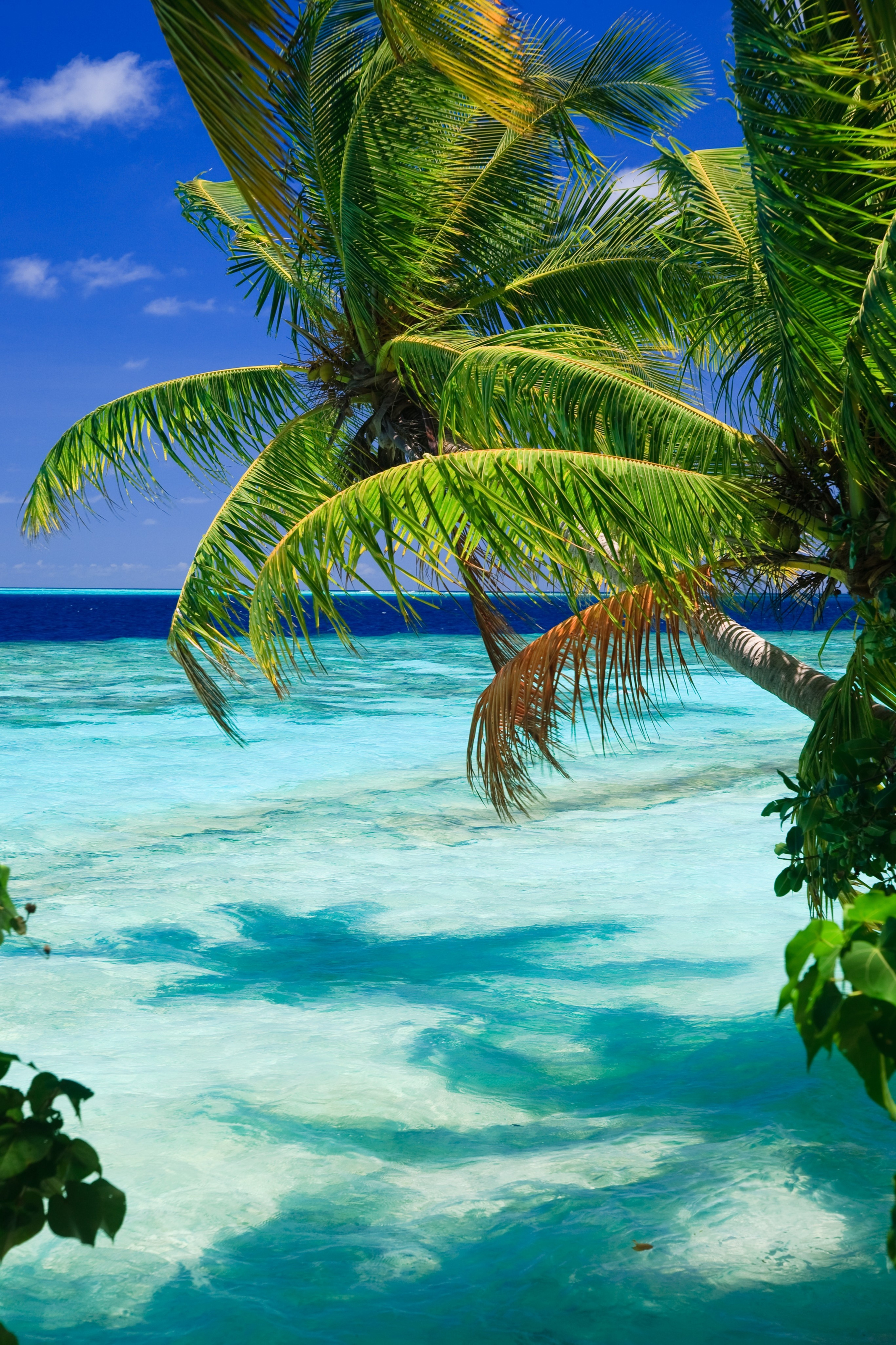 HD wallpaper: Tropical Beach Paradise, nature | Wallpaper Flare