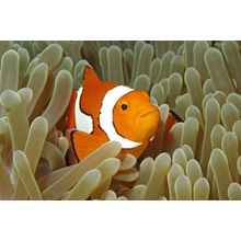 Clown Fish and Sea Anemone Wall Mural